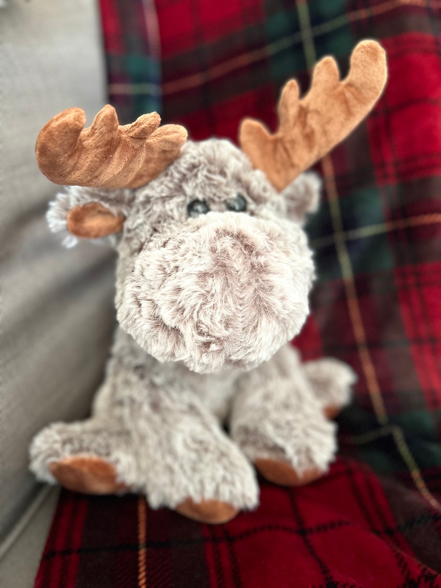 Moose