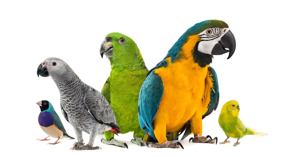 Avian Haven merchandise